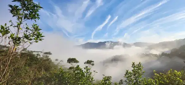 Selva viva, lugar de medicina